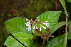 Ophiorrhiza rugosa
